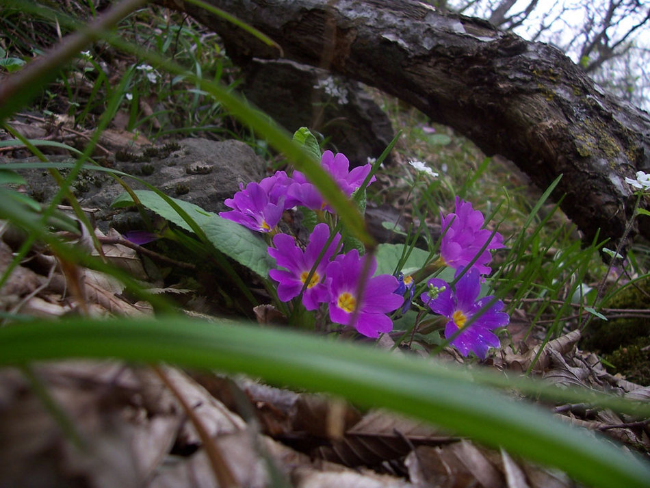 gallery_1048_2_1144405485.jpg