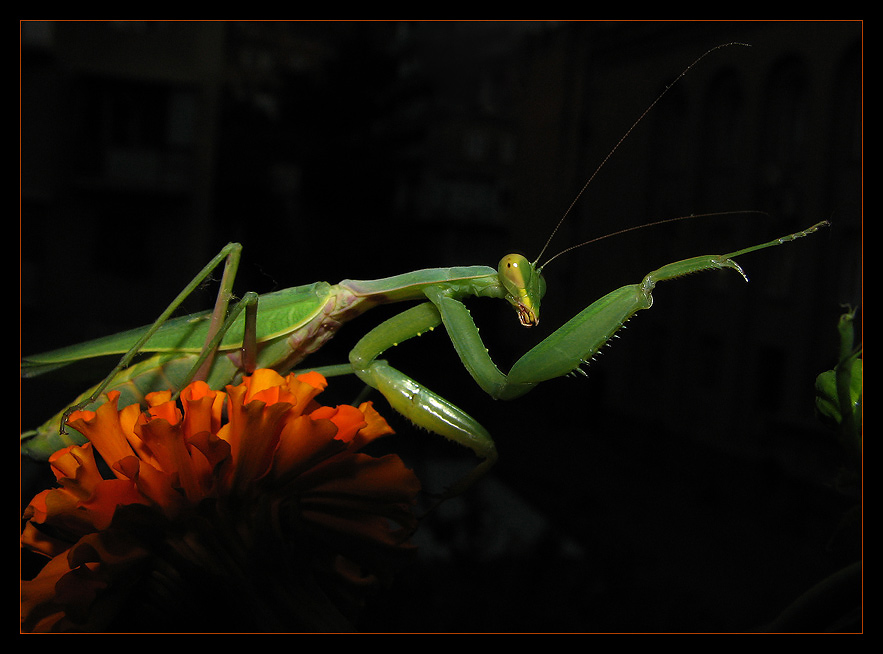 gallery_26_9_1164995523.jpg