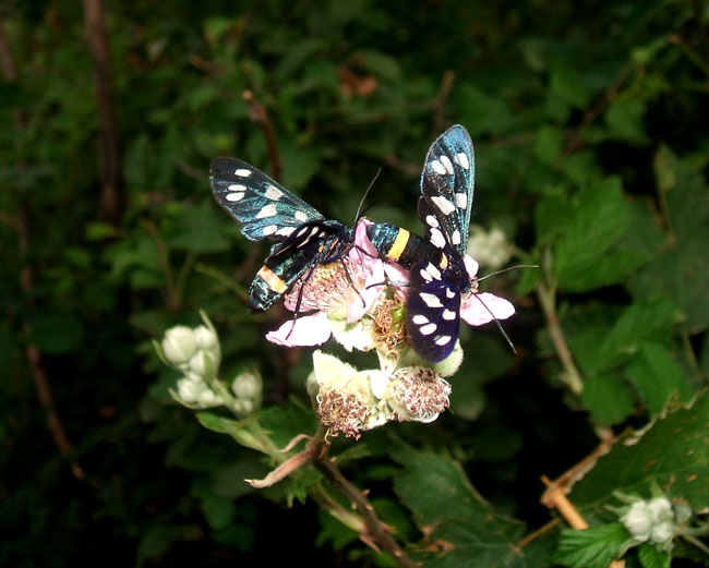 gallery_12871_9_1183483507.jpg