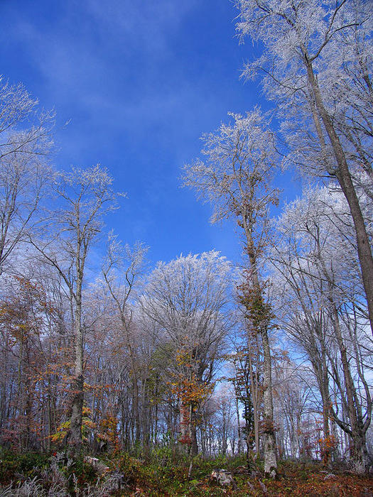 gallery_11_34_1194250907.jpg