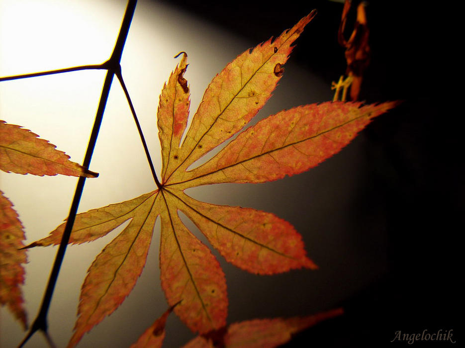 gallery_6864_22_1195404886.jpg