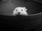tn_gallery_1288_22_1200412204.jpg