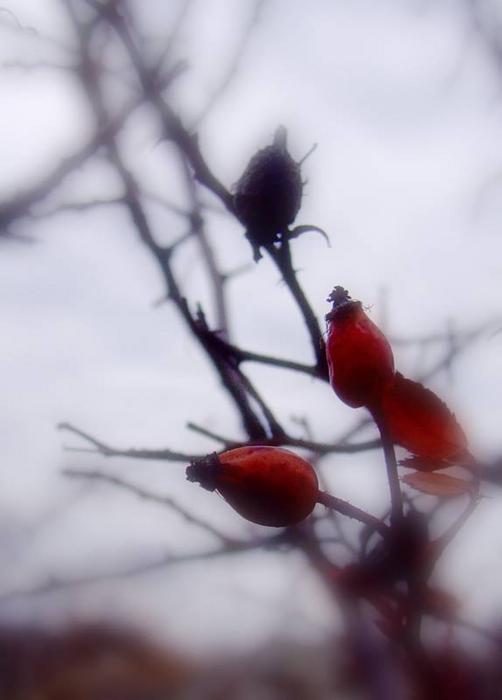 gallery_19674_34_1200784197.jpg