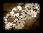 tn_gallery_6084_34_1201356823.jpg