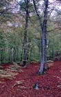 tn_gallery_7_2_1202069675.jpg