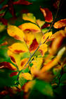 tn_gallery_9_22_1202812429.jpg