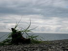 tn_gallery_20344_2_1203250800.jpg