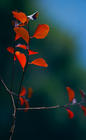 tn_gallery_4204_9_1204127992.jpg