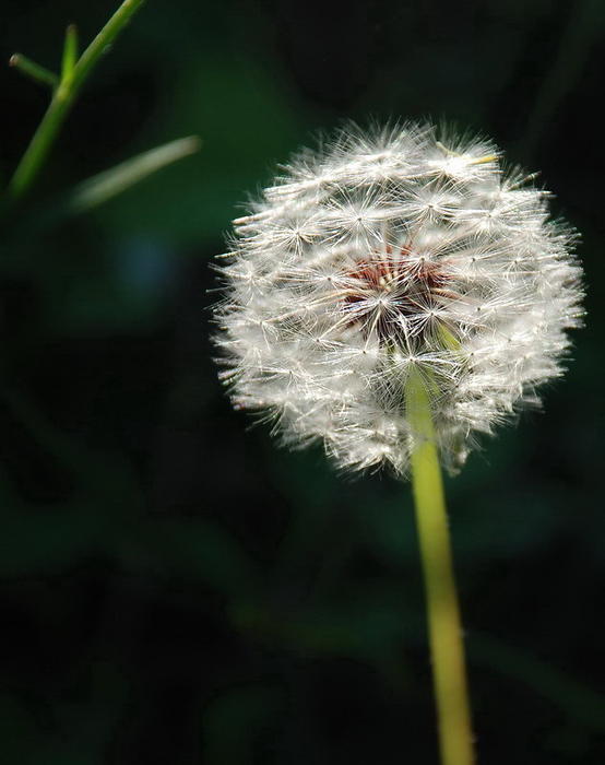 gallery_1181_34_1207898526.jpg