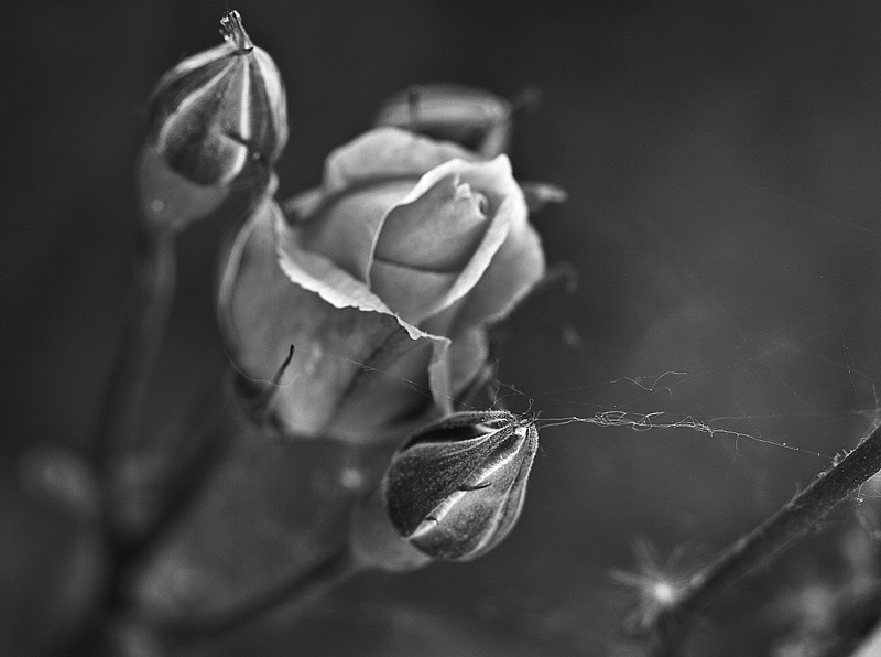 gallery_1335_7_1211662311.jpg