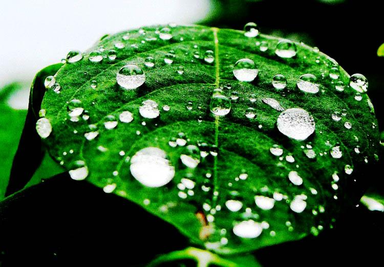 gallery_11279_9_1225820215.jpg