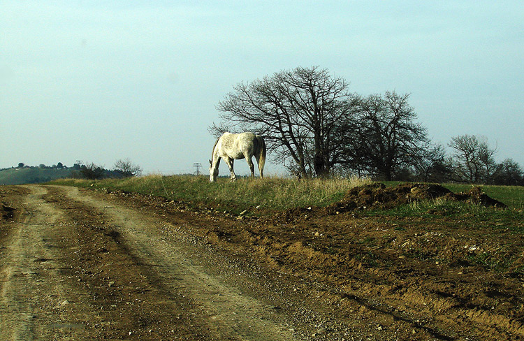gallery_597_22_1230401749.jpg