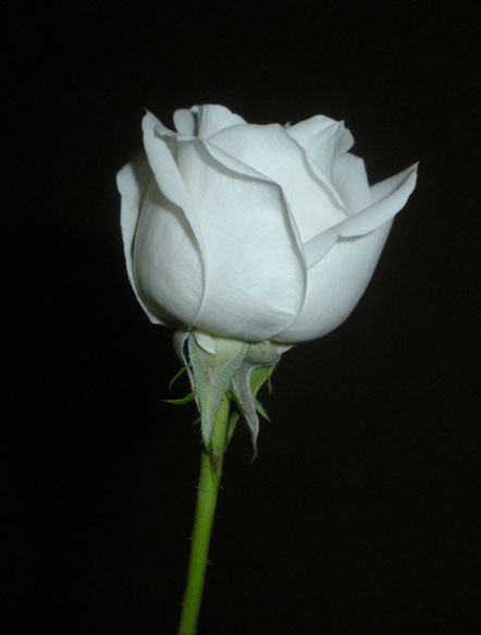 gallery_19869_34_1253713267.jpg