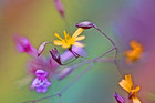 tn_gallery_16096_9_1257877137.jpg