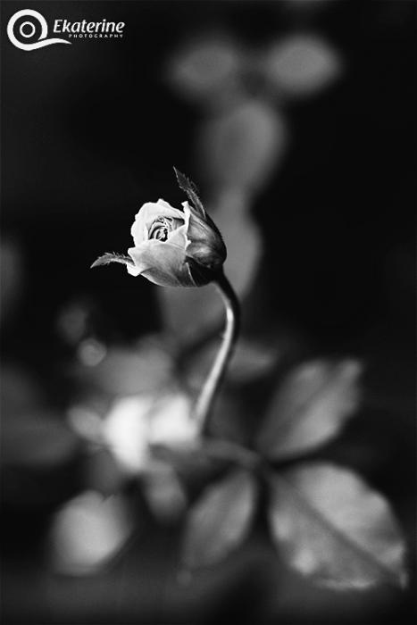 gallery_8698_34_1316454641.jpg